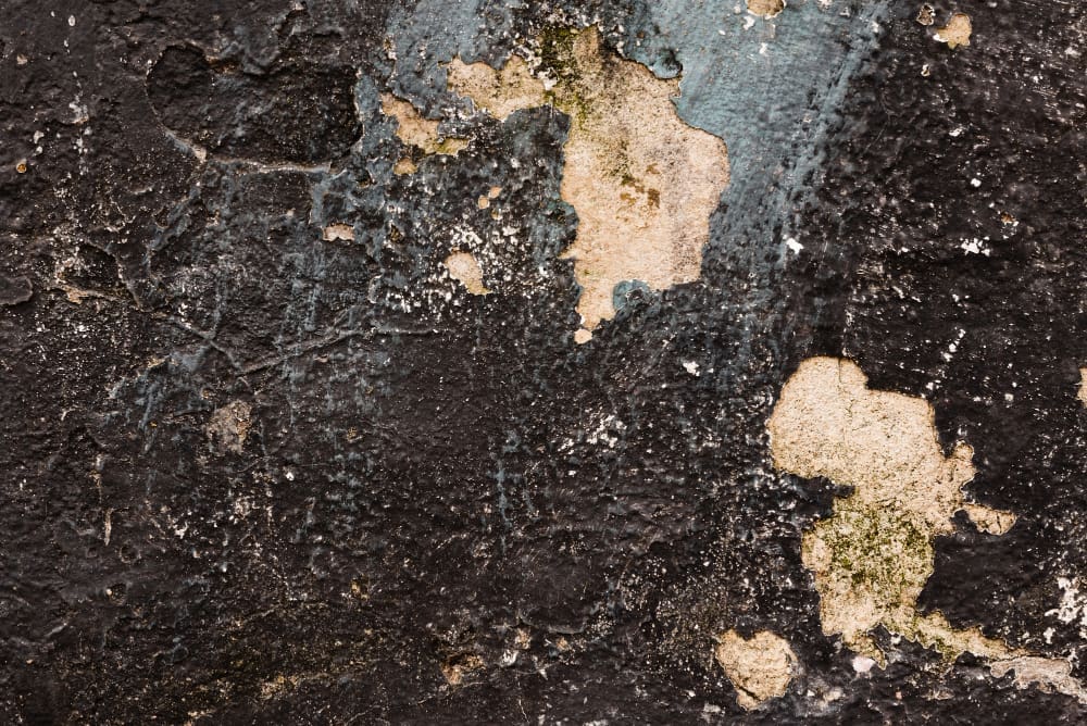 Dry Rot Early Signs – How to Identify and Repair Dry Rot?