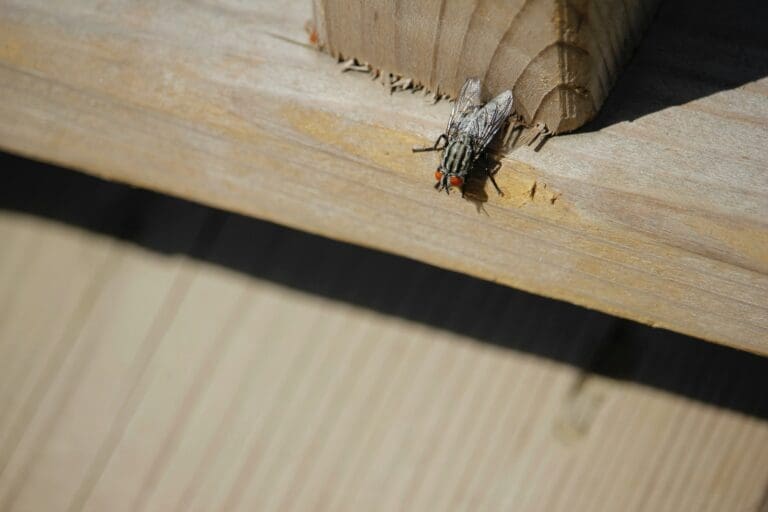 Woodworm and Wood-Boring Beetles Survey: What Buyers Need to Know