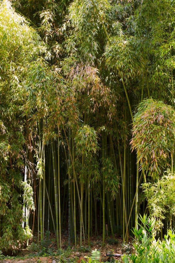 Understanding the Impact of Invasive Bamboo: Why a Survey is Essential