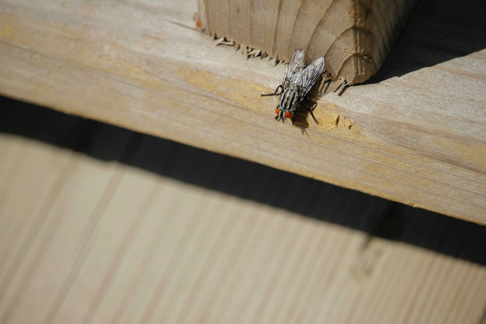 Woodworm and Wood-Boring Beetles Survey: What Buyers Need to Know